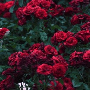 Meet your Posher, Christie